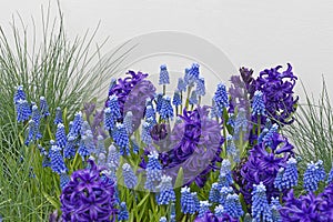 Blue grape hyacinths