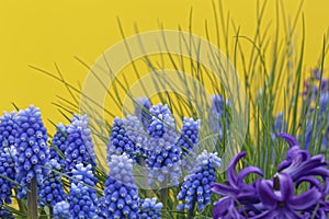 Blue grape hyacinths