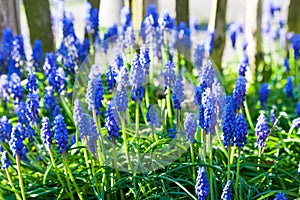 Blue grape hyacinths blooming in the garden under the sunlight.