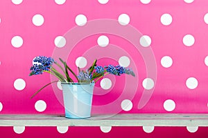 Blue grape hyacinths in blue bucket on pink