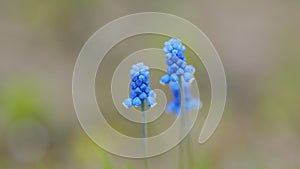 Blue grape hyacinths with selective focus. Group of grape hyacinth or muscari armeniacum, blooming in spring garden