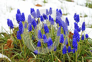 Blue grape hyacinths in the snow, muscari flowers photo