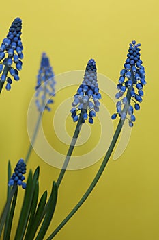 Blue grape hyacinths on a yellow background.