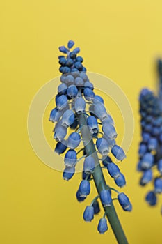 Blue grape hyacinths on a yellow background.