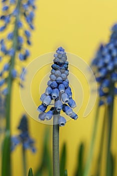 Blue grape hyacinths on a yellow background.