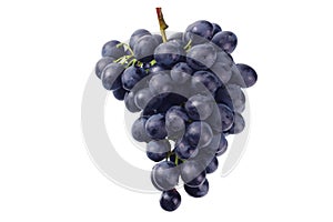 blue grape isolated on a white background. Food