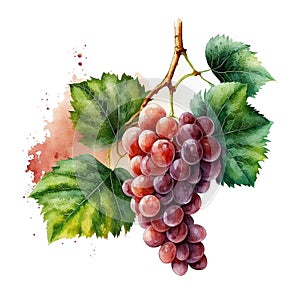 Blue grape isolated on white background. Watercolor, hand drawn. Ai generative illustration