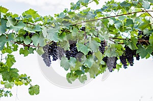 Blue grape in vineyard