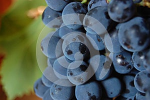 Blue grapes