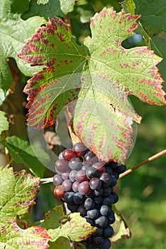 Blue grapes