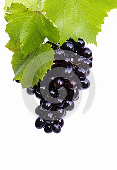 Blue grapes