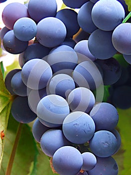 Blue grapes