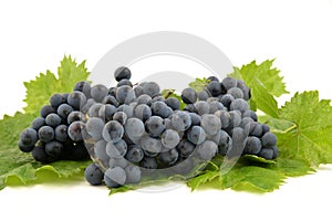 Blue grapes and bright grape leaves.