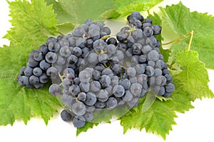 Blue grapes and bright grape leaves.