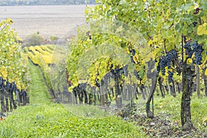 Blue grapes Cabernet Sauvignon in autumn vineyard, Southern Moravia, Czech Republic