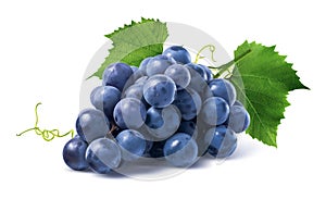 Blue grapes dry bunch on white background