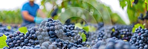 Blue grapes from the grapevine family are harvested in a vineyard