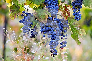 Blue grapes on grapevine, vineyard in autumn