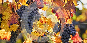 Blue grapes hanging on an autumn vine with colorful leaves