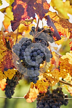 Blue grapes hanging in the autumn vineyard