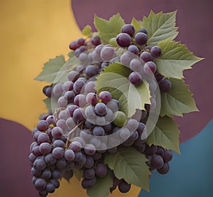 BLUE GRAPES HANGING WITH GREEN LEAF .RED WINE GRAPES AT SUNSET