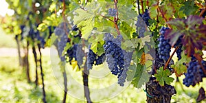 Blue grapes hanging in the vineyard, wide shot