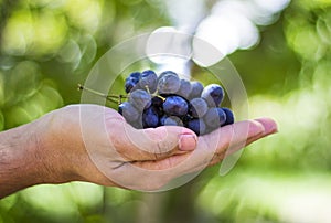 Blue grapes harvest in farmers hand on grass background