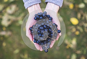 blue grapes harvest in hands