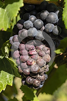 Blue grapes infested with gray mold