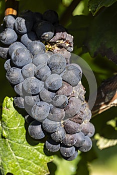 Blue grapes infested with gray mold