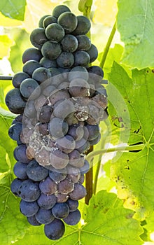 Blue grapes infested with gray mold