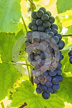 Blue grapes infested with gray mold
