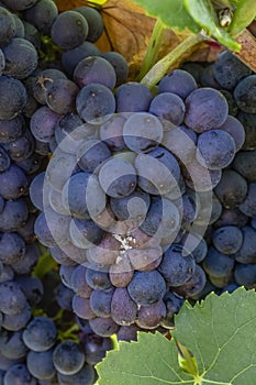 Blue grapes infested with gray mold photo
