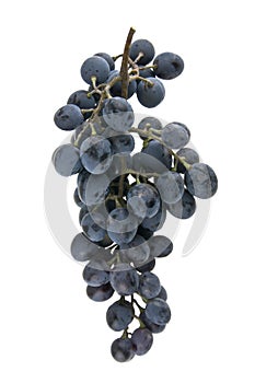 Blue grapes isolated on white