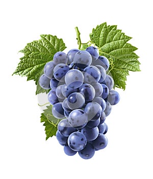 Blue grapes isolated on white background. Vertical composition