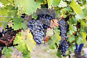 Blue grapes