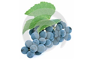Blue grapes and leaf