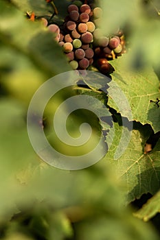 Blue grapes and leaves. Agriculture, agronomy, industry