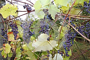 Blue grapes with leaves, on a vine, in autumn, tendrils on a trellis