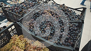 Blue grapes on the market in a basket. photo