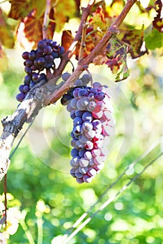 Blue grapes photo