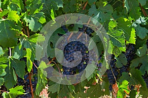 Blue grapes on plant