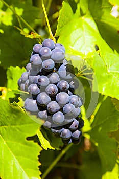 Blue Grapes prosper well at the housewall