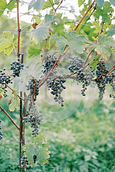 Blue grapes ripen on branches among stretched ropes in a vineyard