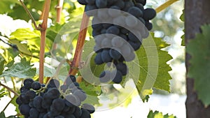 Blue grapes ripen on the vine