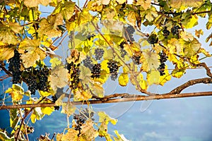Blue grapes at sunset in autumn vineyard