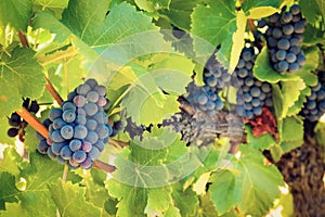 Blue grapes on a vine in France