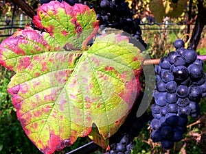 Blue grapes on the vine with grape leaves in autumn colors