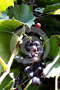 Blue grapes on a vine among green leaves. Vertical photo of autumn harvest