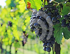 Blue grapes of vine on vineyard field